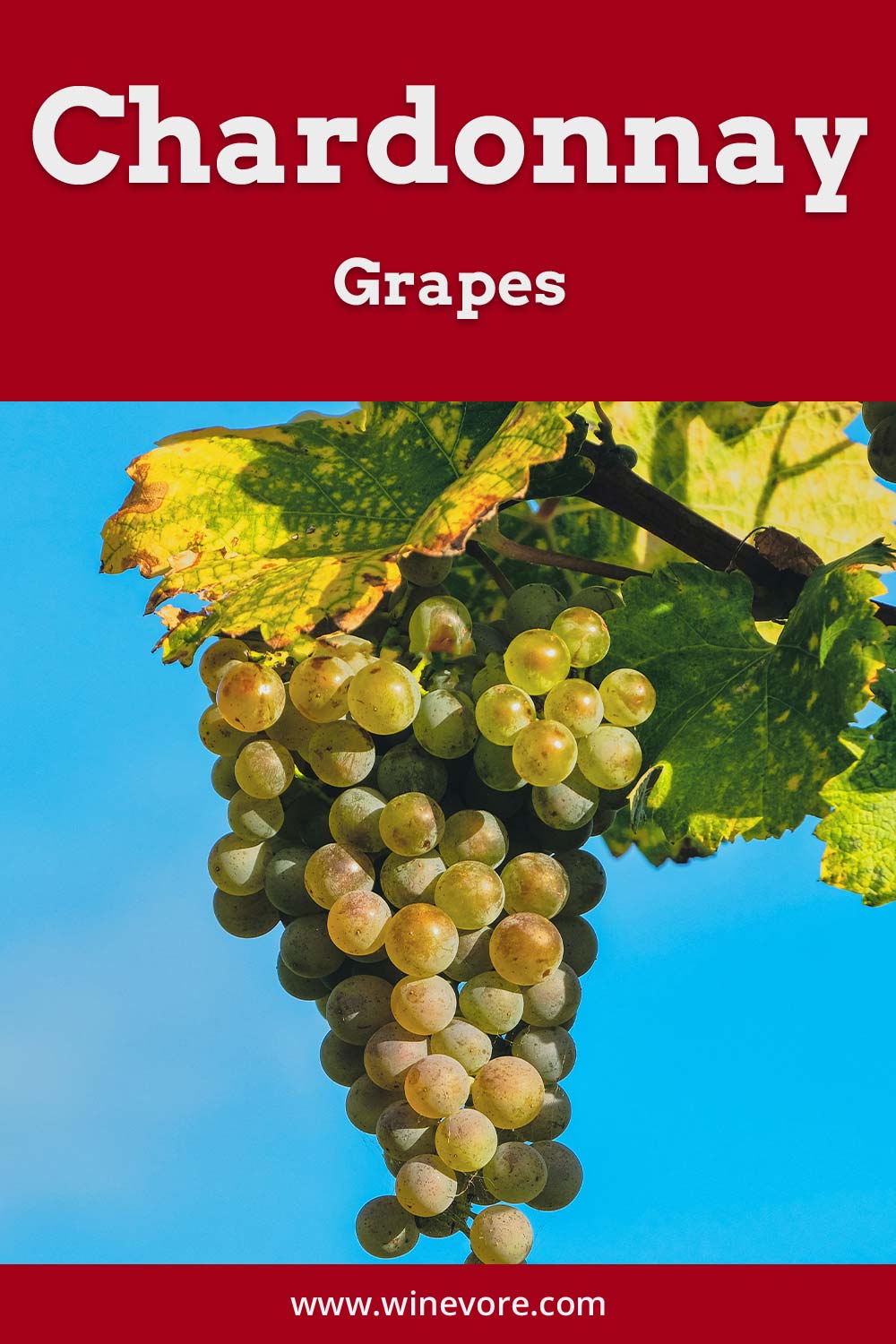 Green grapes on a tree - Chardonnay Grapes