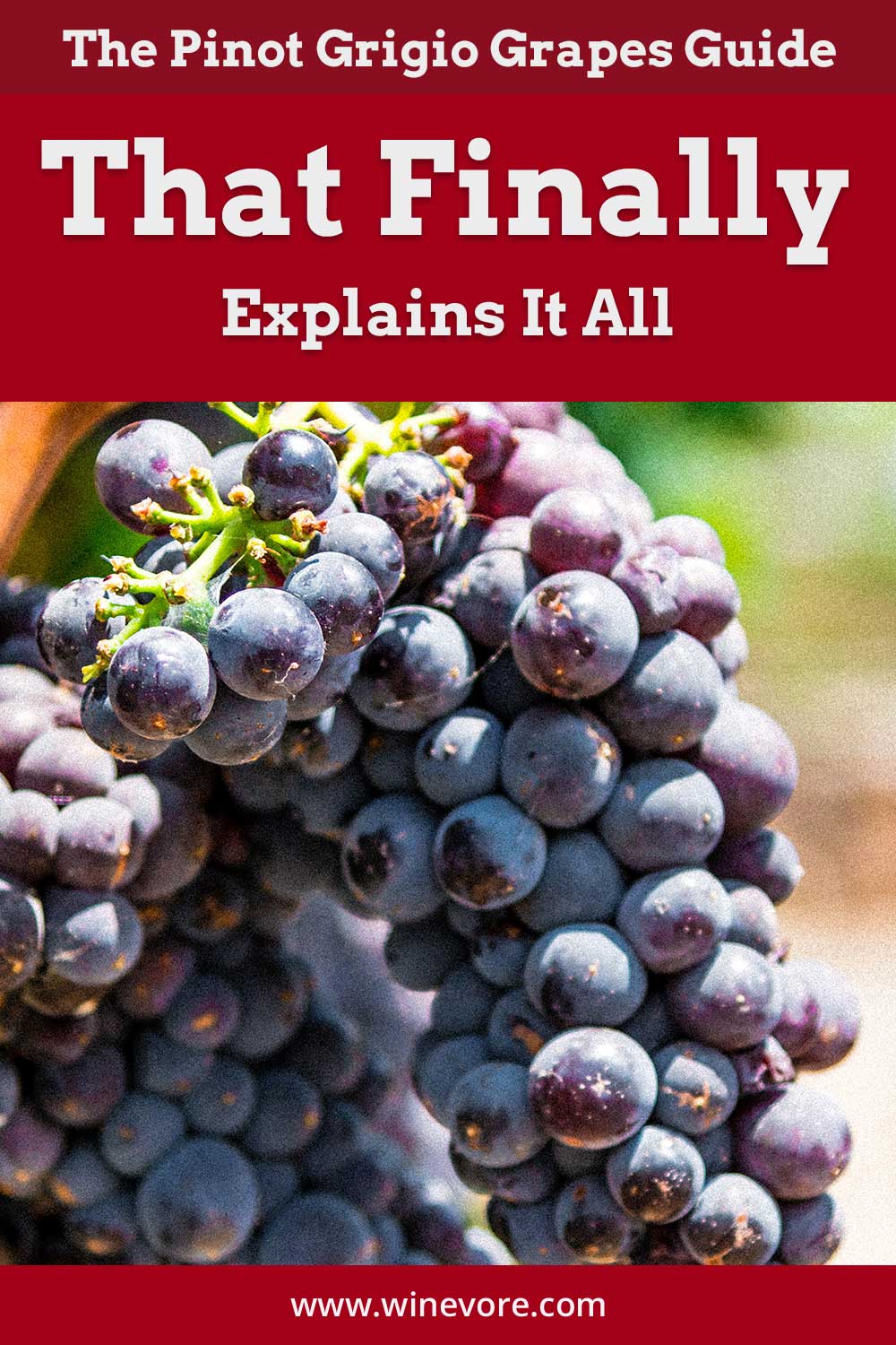 A bunch of grapes - The Pinot Grigio Grapes Guide