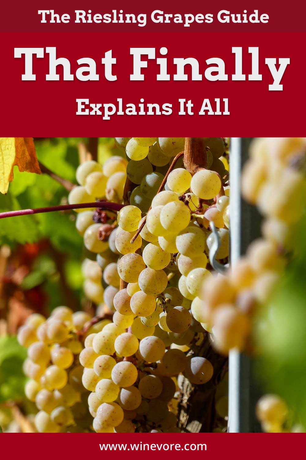A bunch of green grapes - The Riesling Grapes Guide