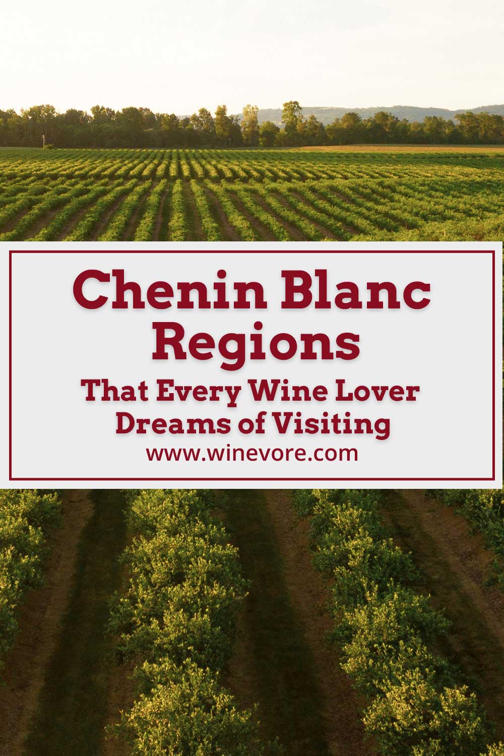 A wide vineyard and bright sunlight fall on it - Chenin Blanc Regions That Every Wine Lover Dreams of Visiting.