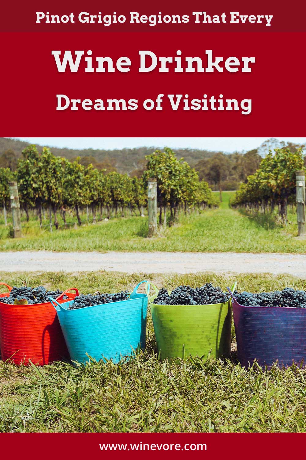 4 baskets full of grapes in front of a grape field - Pinot Grigio Regions.