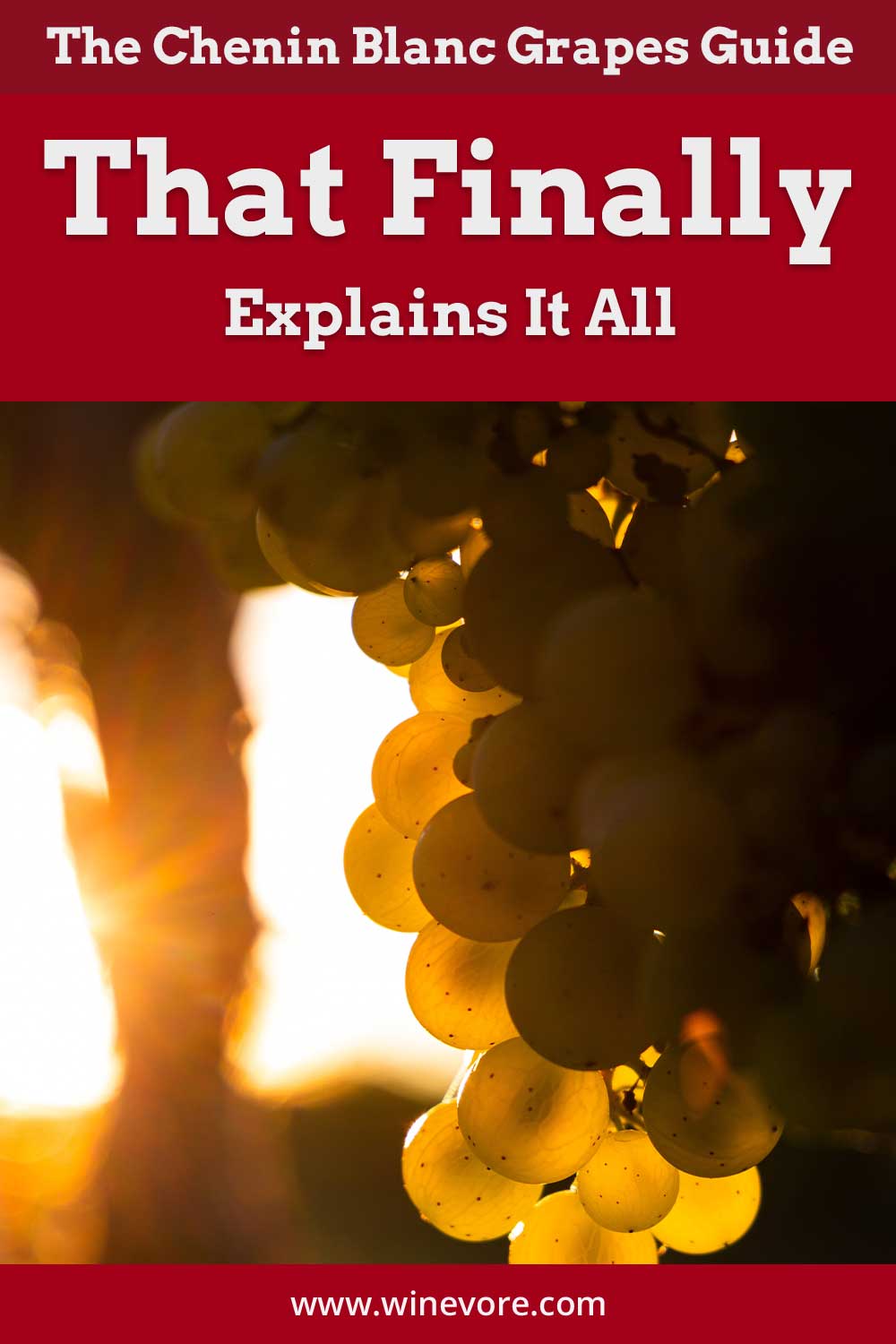 Sun rays refracting through green grapes - Chenin Blanc Grapes Guide.