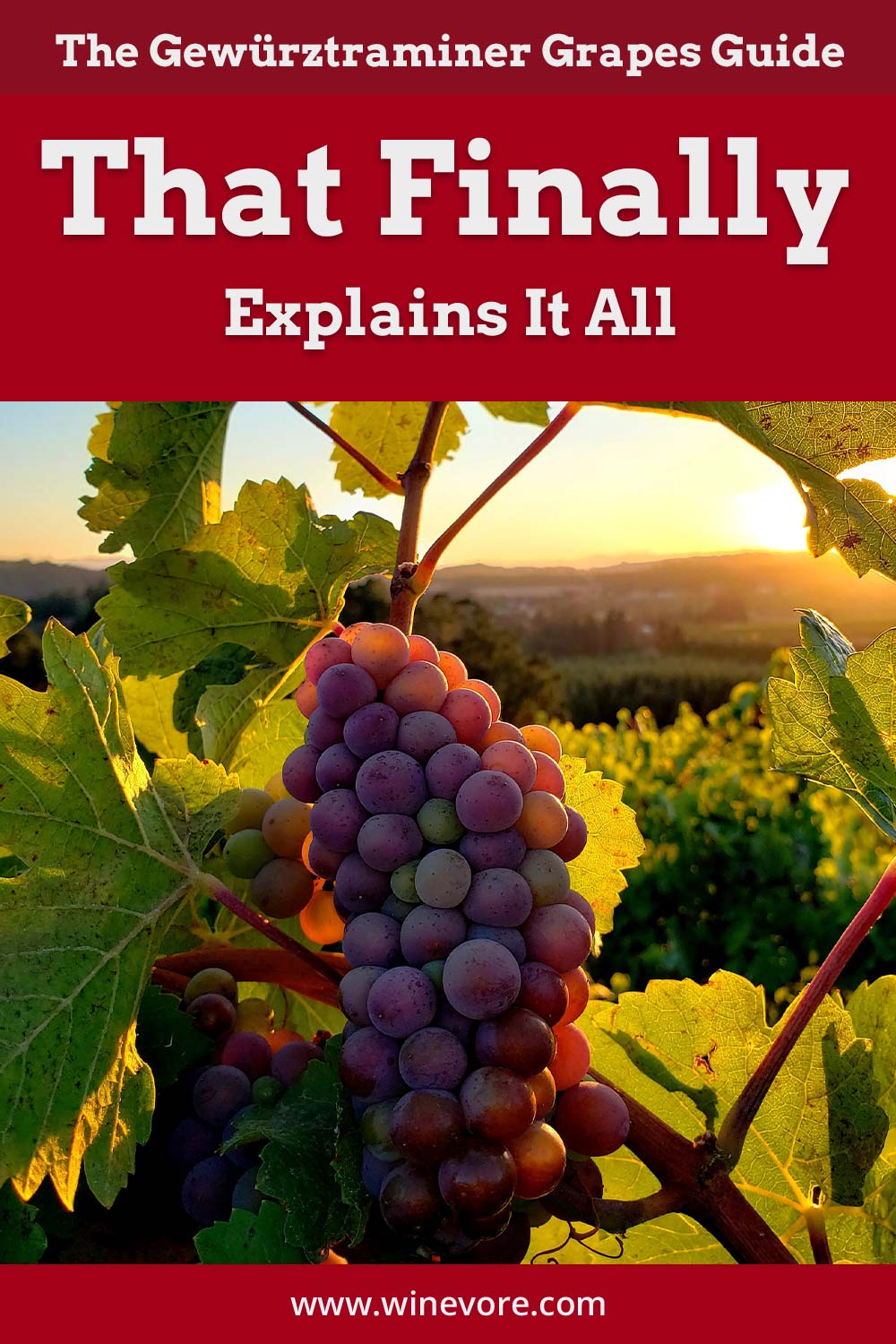 A bunch of grapes on a grape tree - Gewürztraminer Grapes Guide.
