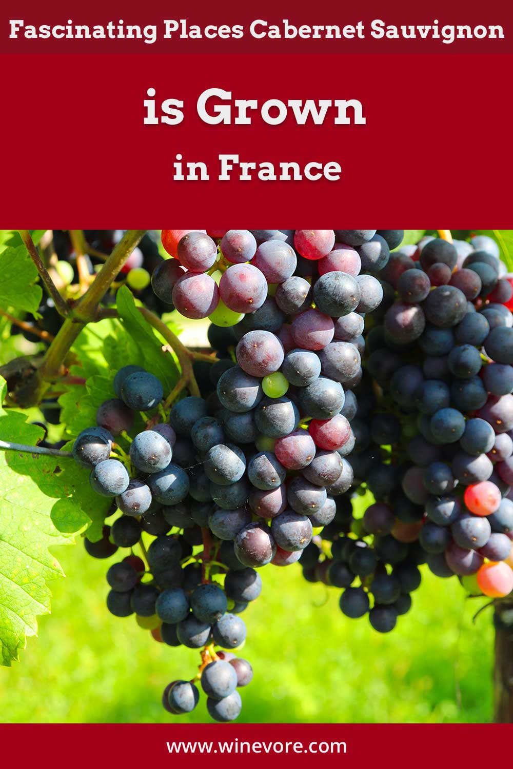Bunch of grapes on a tree - Places Cabernet Sauvignon is Grown in France.