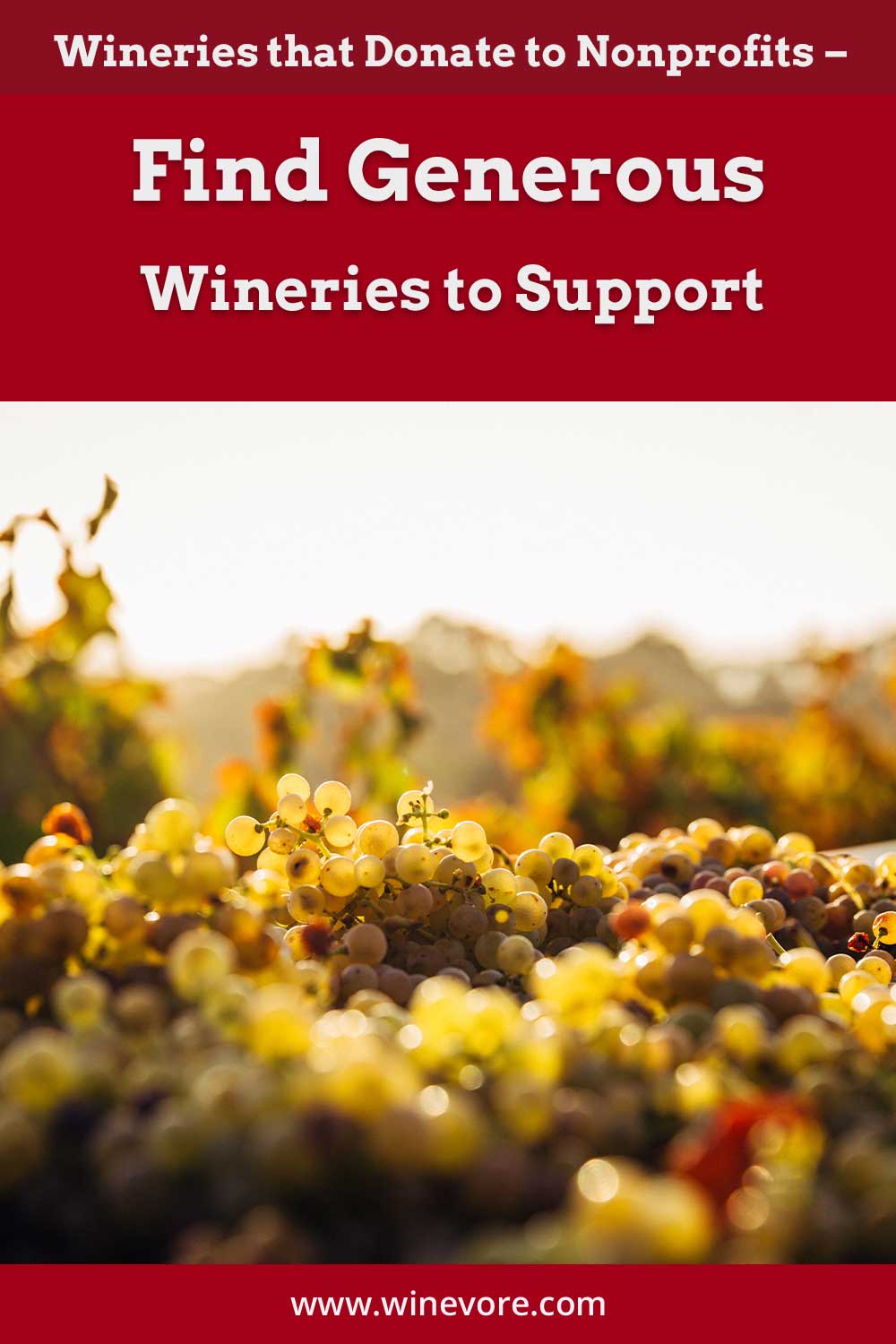 A bunch of grapes in front of wine field - Wineries that Donate to Nonprofits.