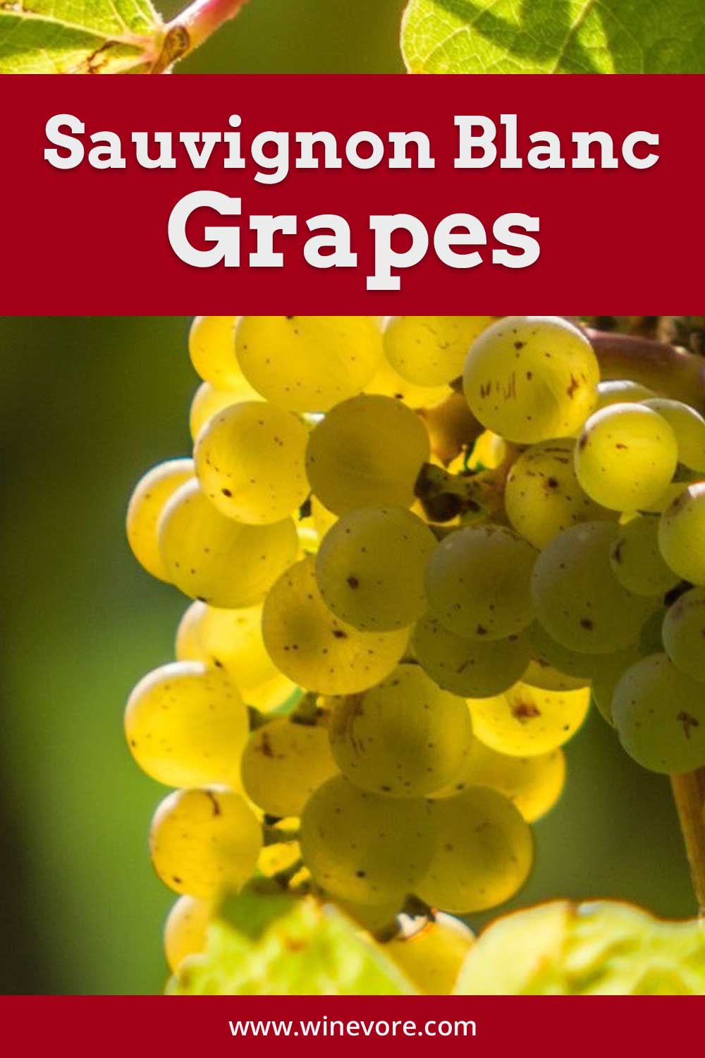 Bunch of a ripe yellow grapes - Sauvignon Blanc Grapes.