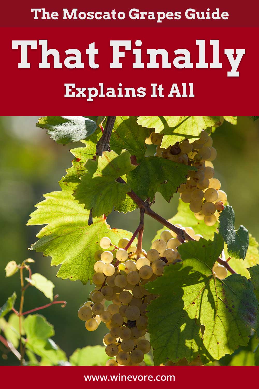A bunch of grapes on a tree - Moscato Grapes Guide.