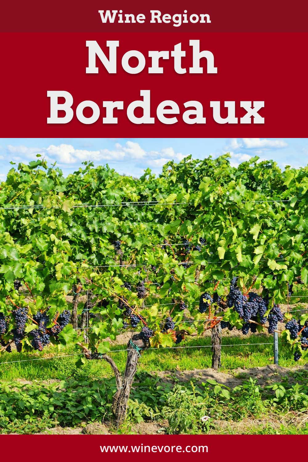 A grape garden - Wine Region North Bordeaux.