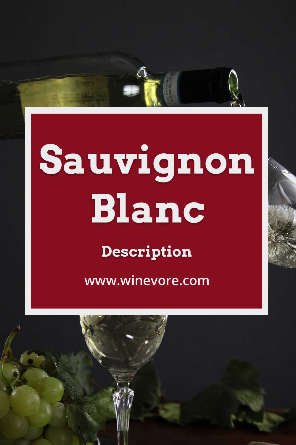 Pouring white wine into a glass - Sauvignon Blanc Description.